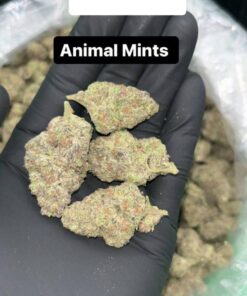 Alternative view of Animal Mintz Weed